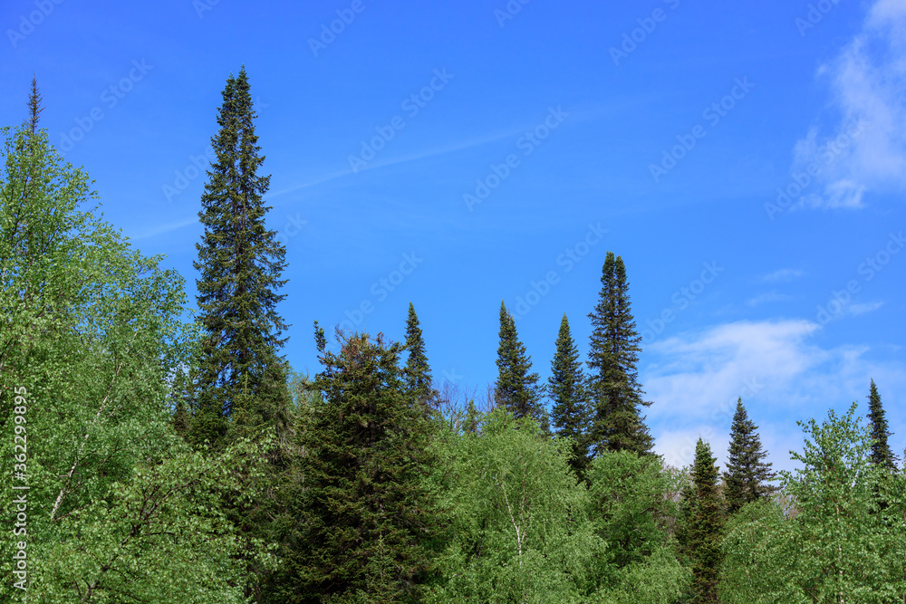 Tall pine trees in the mountains on the slopes.