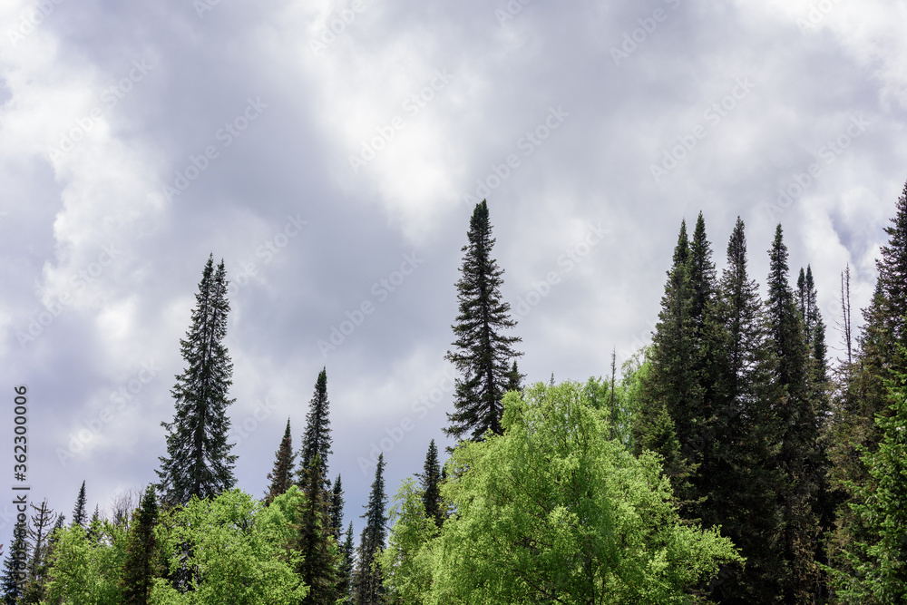 Tall pine trees in the mountains on the slopes. Tall pine trees in the mountains on the slopes.