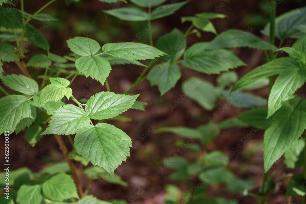 Green leaves of growing tree blossomed in the garden. Green leaves of growing tree blossomed in the garden.