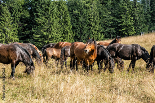 Wild horses, Muran plain, Slovakia