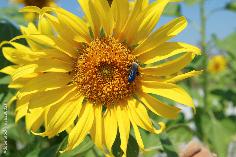 Closeup a Gorgeous Sunflower with a Little Bee Collecting Nectar Closeup a Gorgeous Sunflower with a Little Bee Collecting Nectar