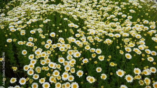 anthemis tinctoria sauce hollandaise