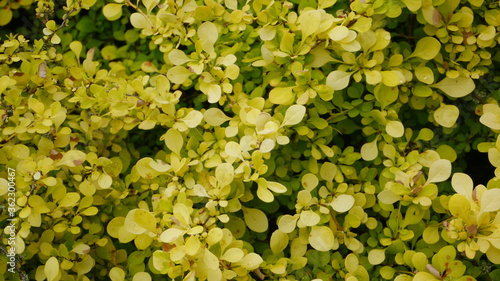 berberis thunbergii aurea Japanese Barberry