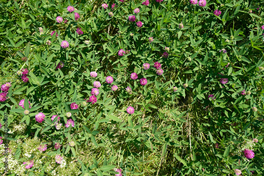 Clover flowers in the field.
