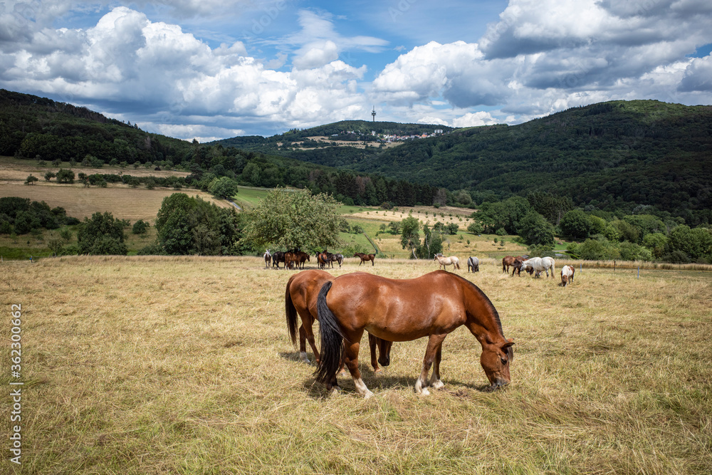 horse in the mountains