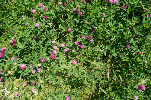 Clover flowers in the field.