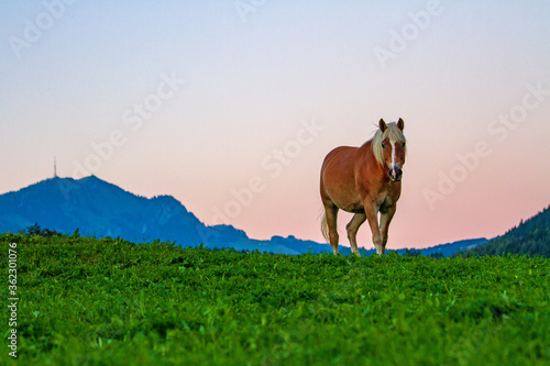 Allgäu - Pferd - Grünten - Sonnenuntergang - Haflinger © Dozey