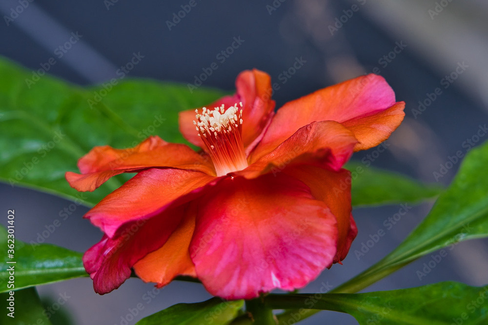Fototapeta premium red hibiscus flower