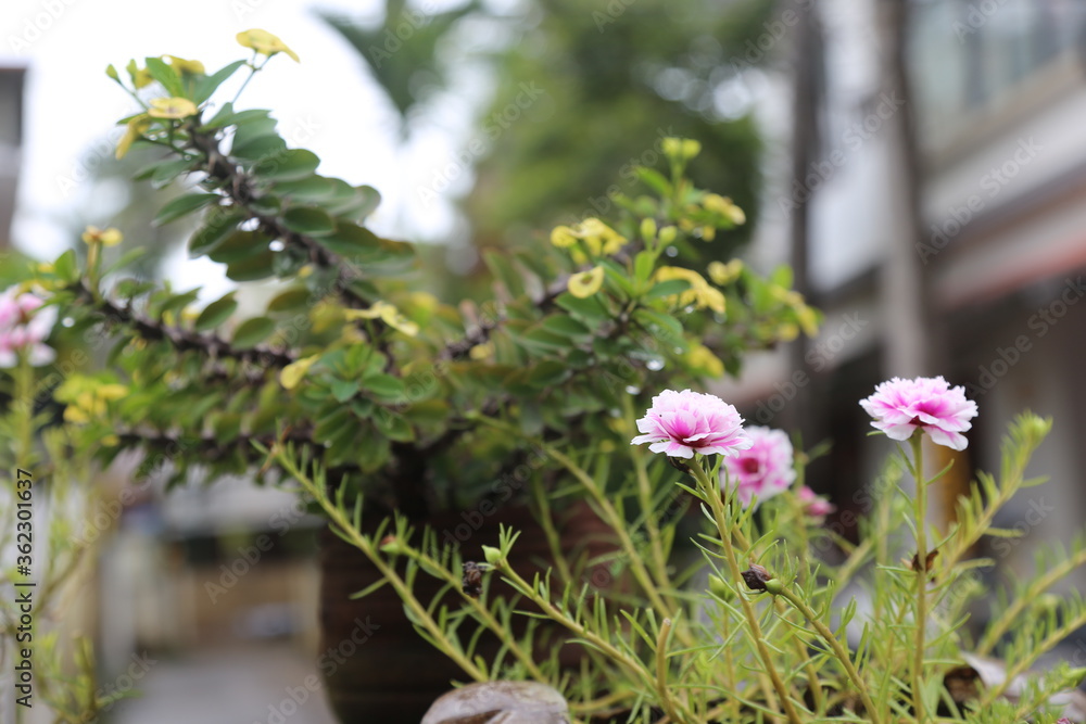Obraz premium flowers in the garden
