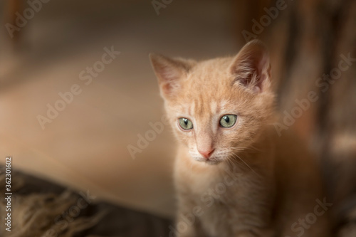 Wallpaper Mural portrait of a red cat Torontodigital.ca