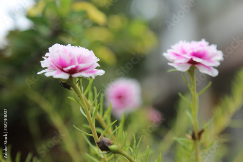 pink cosmos flower