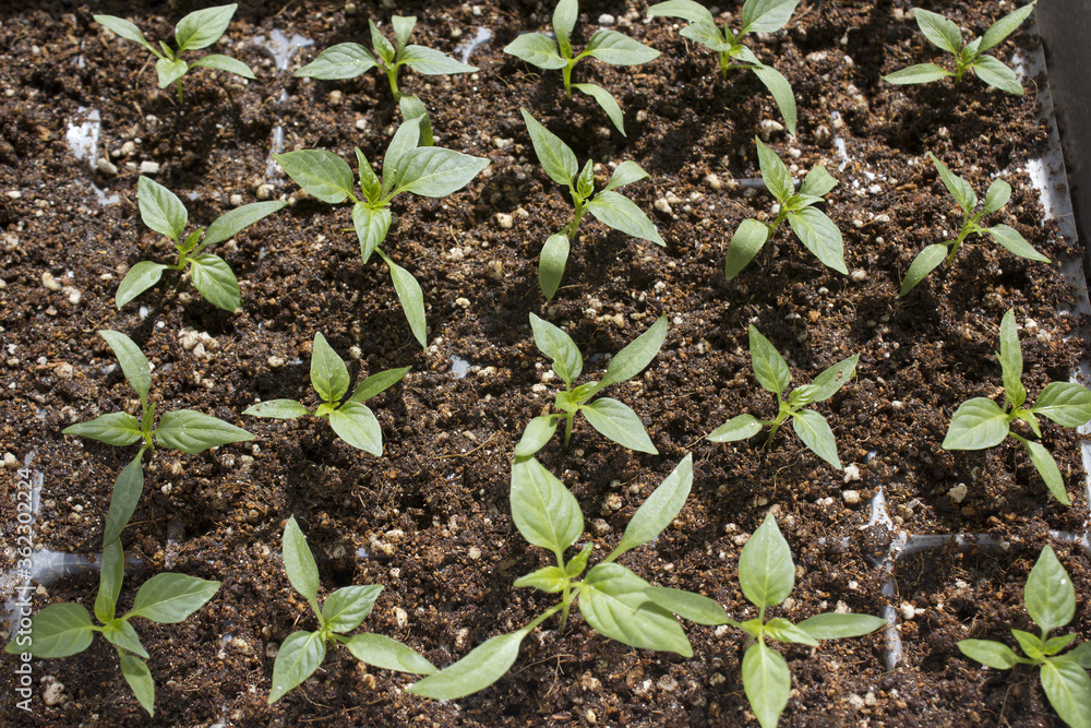 close up Pepper sprout in the soil. close up Pepper sprout in the soil.