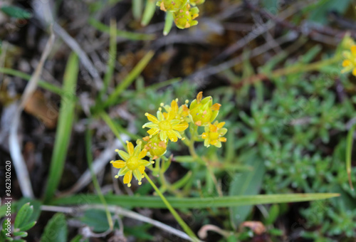 Saxifraga aizoides flower  also known as yellow mountain saxifrage or yellow saxifrage