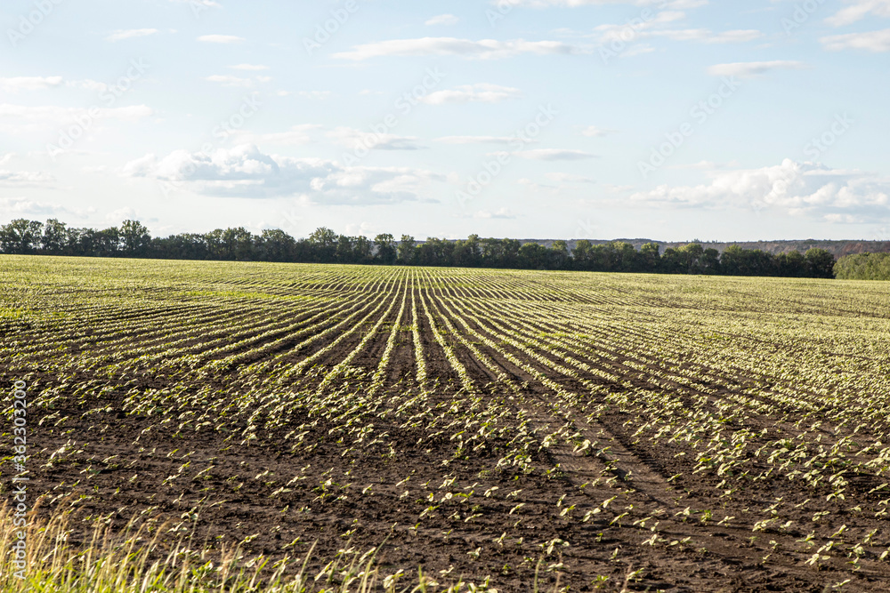 young plants grow on the field. Farming in the summer young plants grow on the field. Farming in the summer