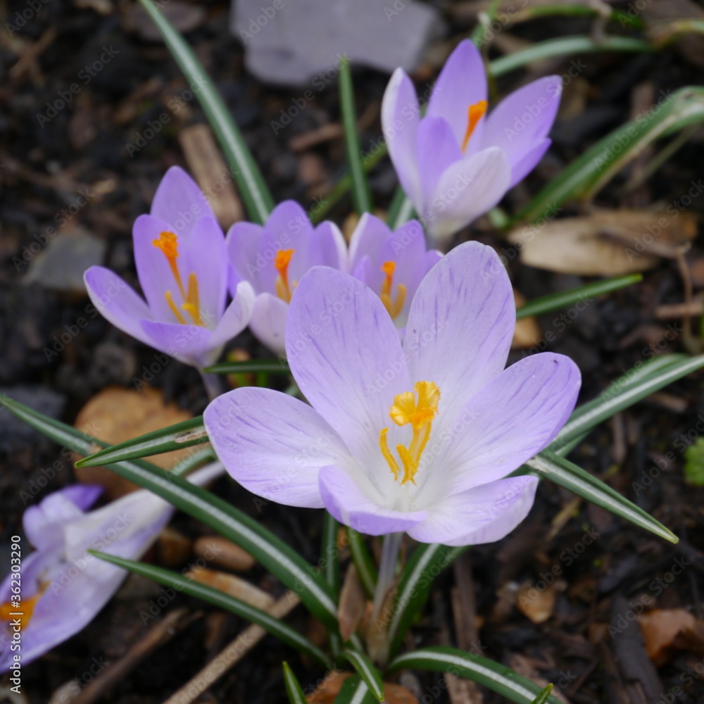 crocus etruscus rosalind crocus etruscus rosalind