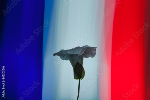 White flower under darkness symbolizing peace, in front of a French flag made of color lights with long exposure
 photo