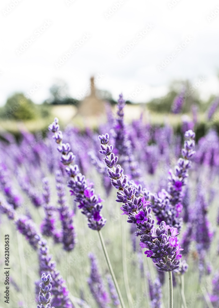 Cotswolds lavender fields in full bloom at Snowshill Lavender farm in Gloucestershire.