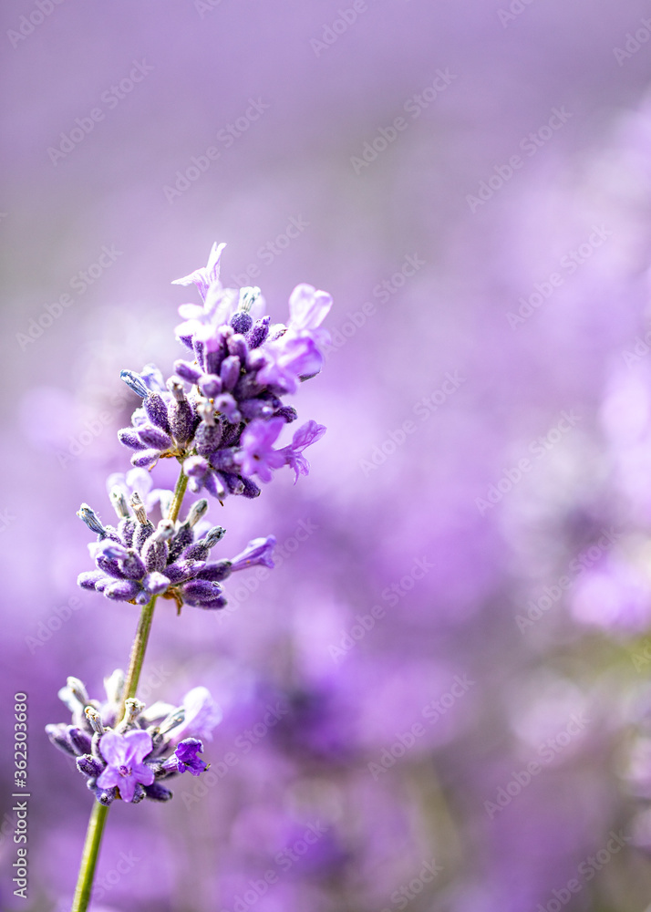 Fototapeta premium Cotswolds lavender fields in full bloom at Snowshill Lavender farm in Gloucestershire.