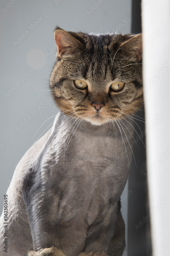  Fanny cat of British breed sits on a windowsill behind a curtain.