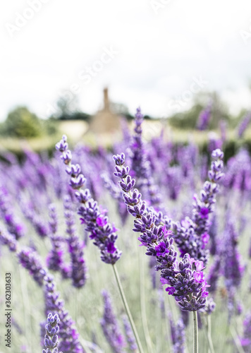 Cotswolds lavender fields in full bloom at Snowshill Lavender farm in Gloucestershire.