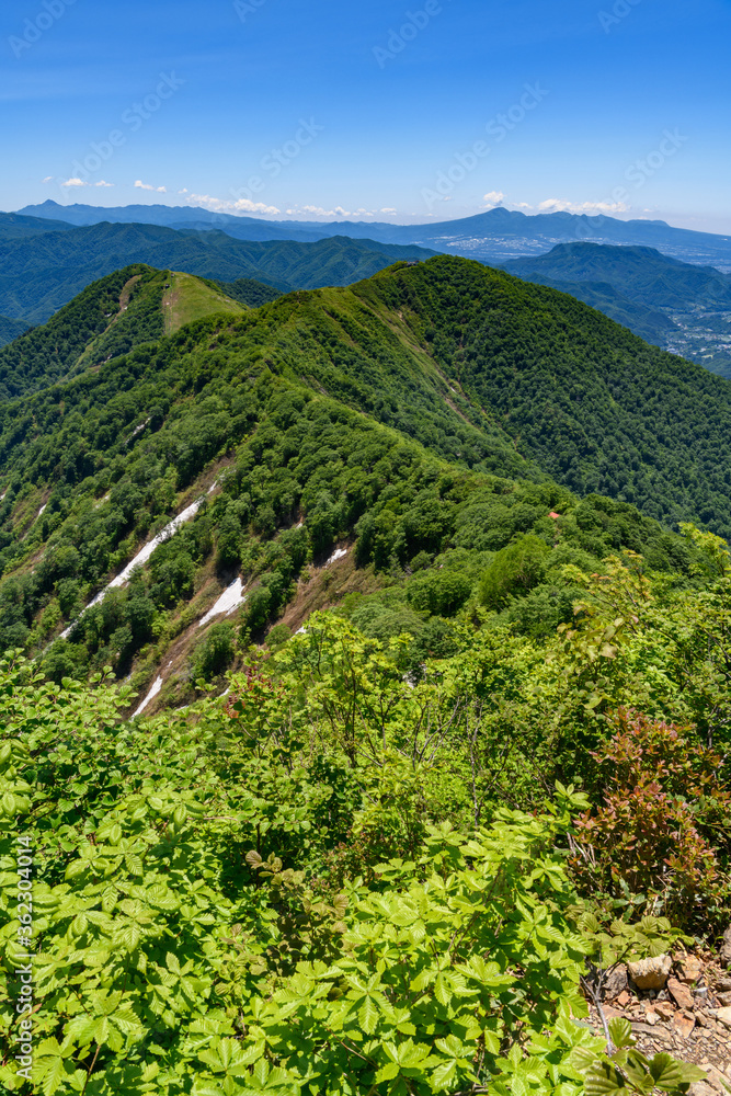 Obraz premium 初夏の天神尾根