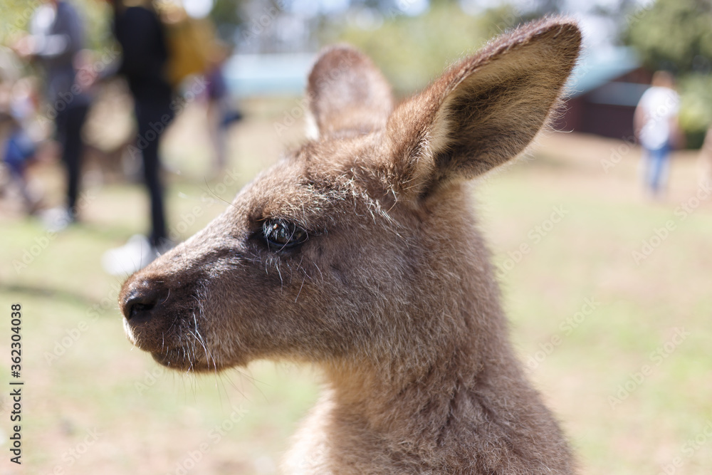 A close up of a young kangaroo 