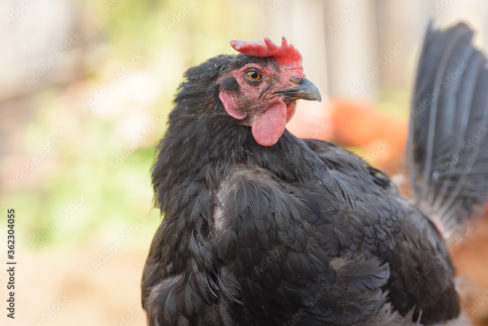 A black very calm chicken looks at the camera. Rural suburban life.