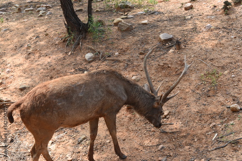 Deer in the woods