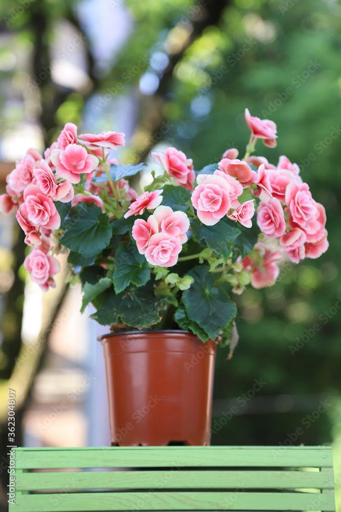 Potted begonia