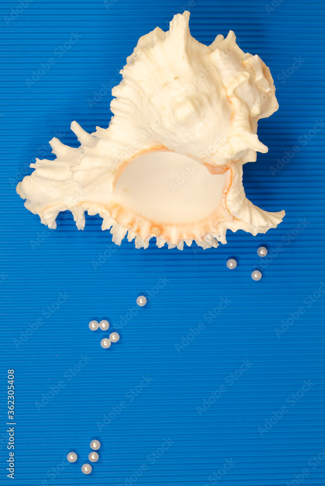 beautiful, big, white cockleshell on a blue background beautiful, big, white cockleshell on a blue background