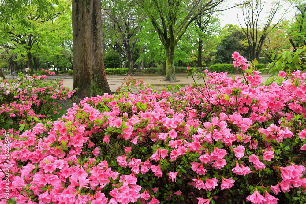 躑躅咲く晩春の雨あがりの公園風景