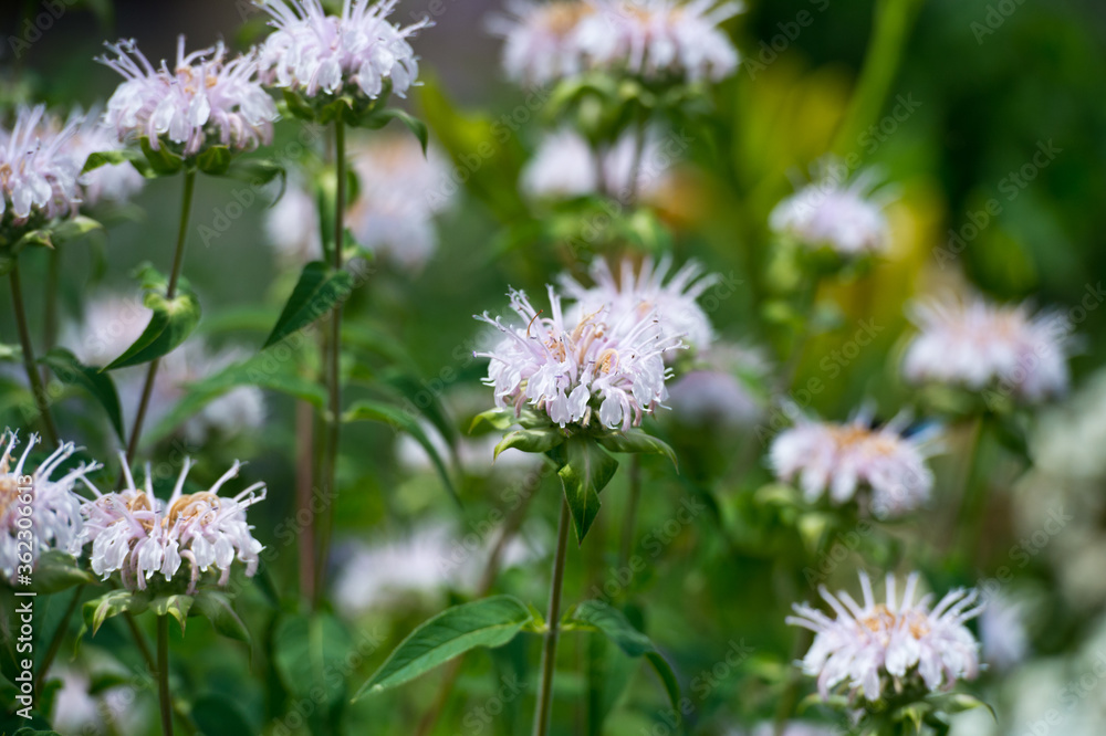 Monarda in mixborders on the flowerbed in the garden.