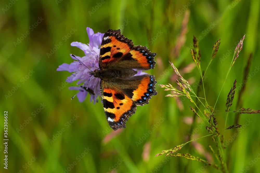 Obraz premium butterfly on a flower
