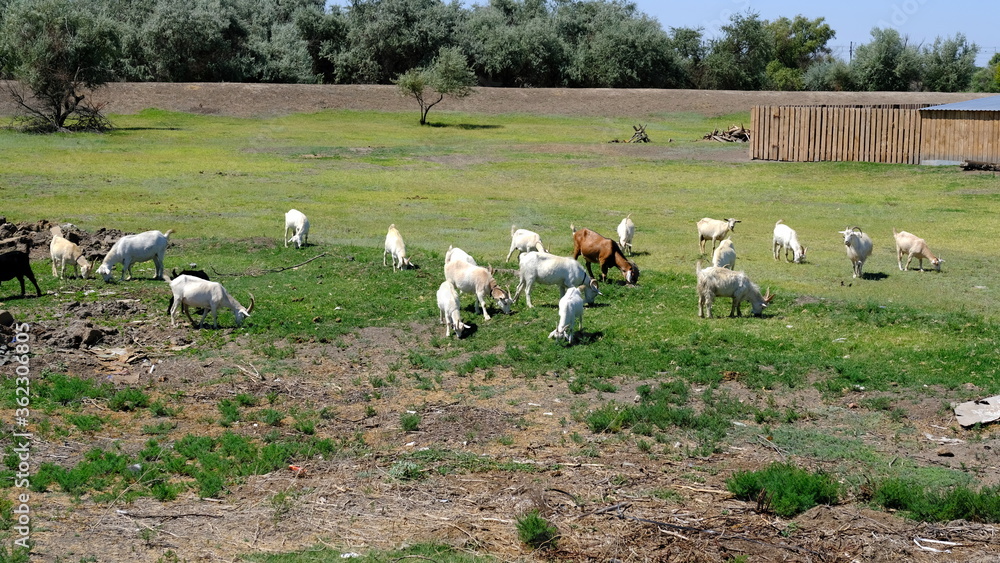 A herd of goats in the field
A herd of goats in the field