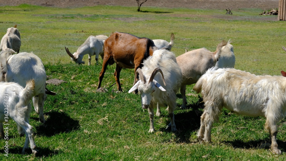 
A herd of goats in the field