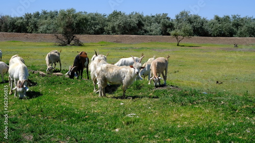  A herd of goats in the field