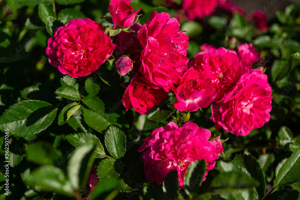 Pink small roses, green leaves Pink small roses, green leaves