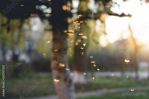 beautiful gourm of mosquitoes in the sunset photo