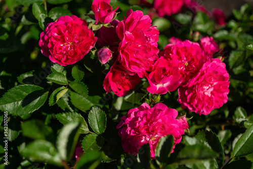 Pink small roses, green leaves