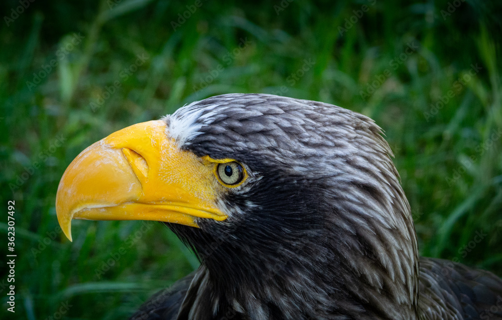 Fototapeta premium Sea eagle portrait close up