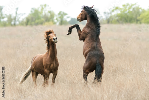 The horse rearing in field. Two wild horses in steppe.