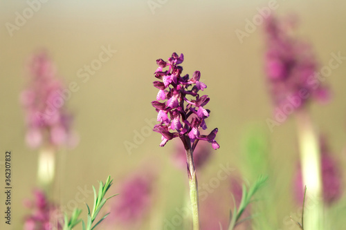Wild orchid flowering in colorful spring steppe  Ukraine  Europe.