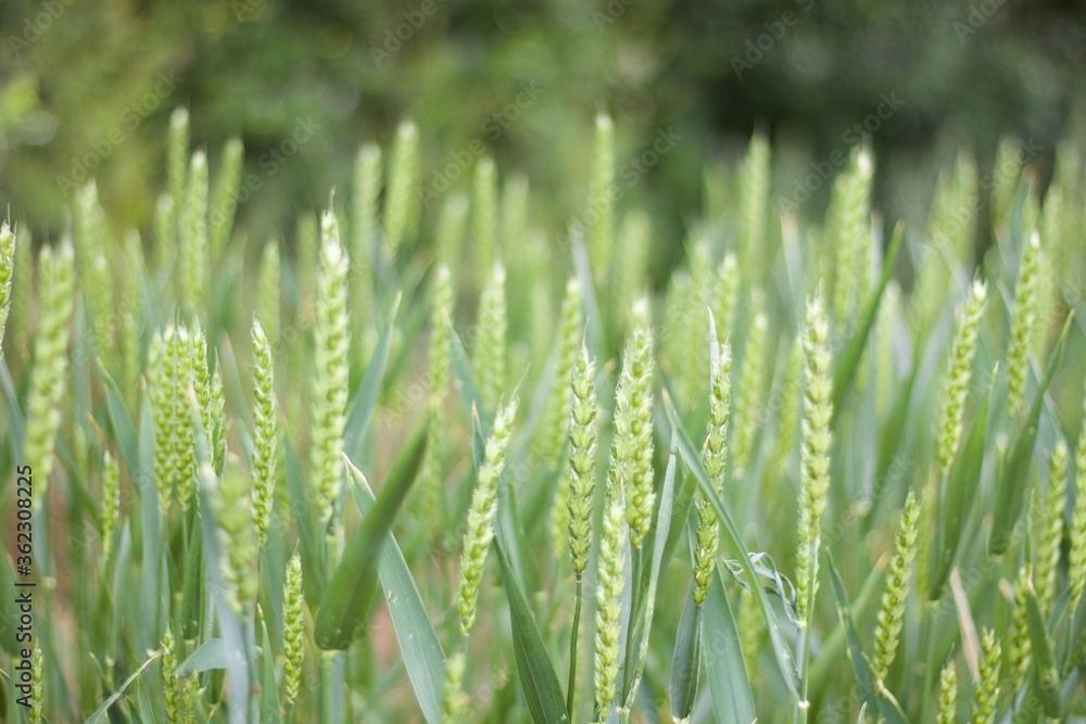 Lush spring corn shoots in spring time with space for copy Lush spring corn shoots in spring time with space for copy