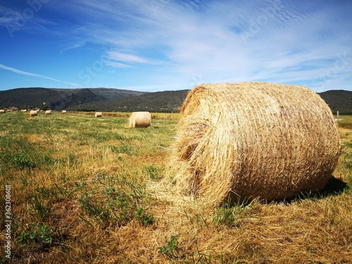 hay bales in the field