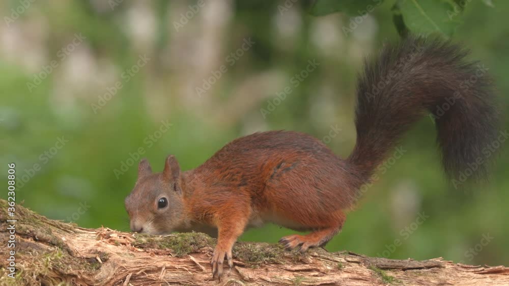 red squirrel animal feed on ground fetch nut move forward side view red squirrel animal feed on ground fetch nut move forward side view