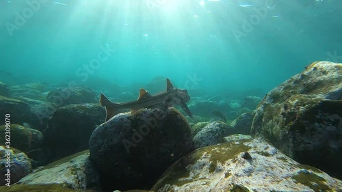 Slow-motion video of a Port Jackson Shark swimming in the crystal-clear water, Sydney Australia photo