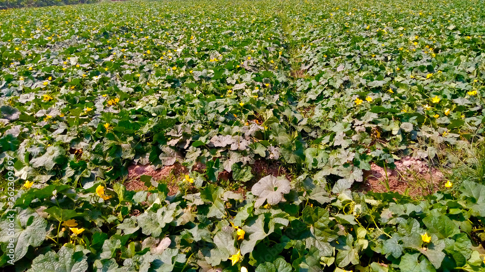 Fototapeta premium Naturally Green Fields of Vegetables 