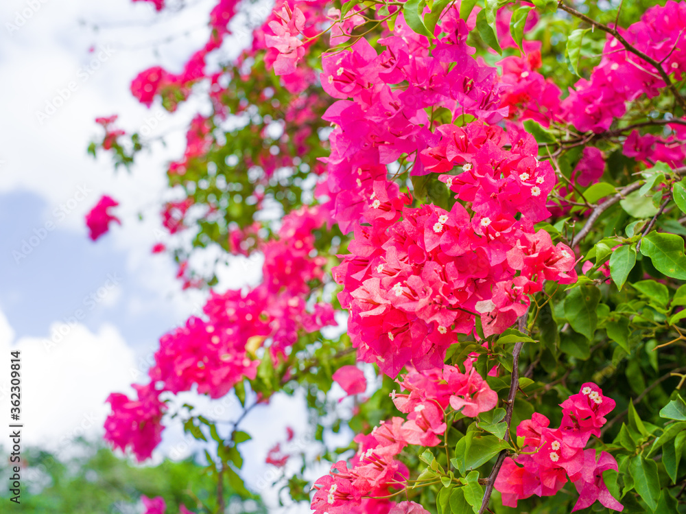 石垣島の空と花