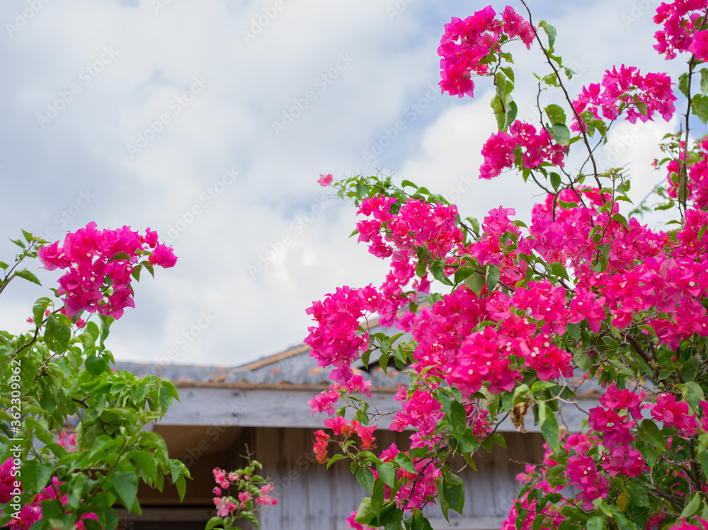 石垣島の花 石垣島の花