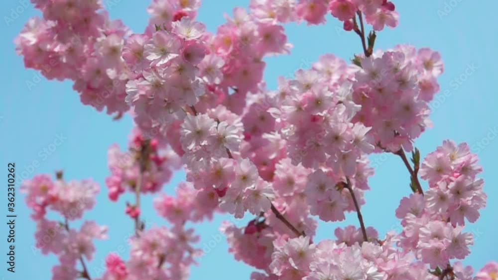 Bee flying collecting pollen from a cherry tree flowers on a sunny and warm day. Close-up of a slow motion